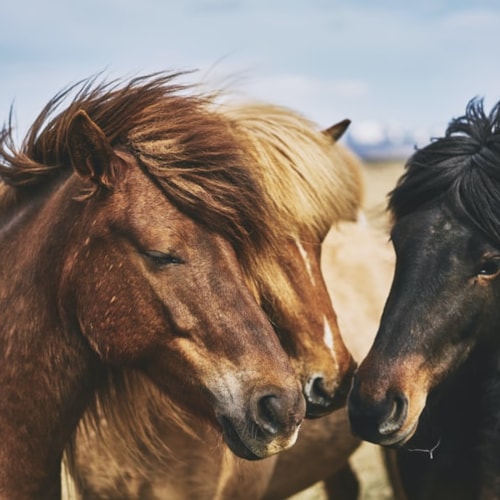 three horses with heads together